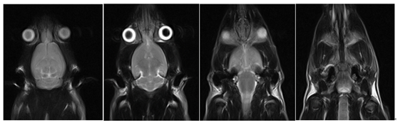 小鼠头颅扫描，T2W FSE (2).jpg