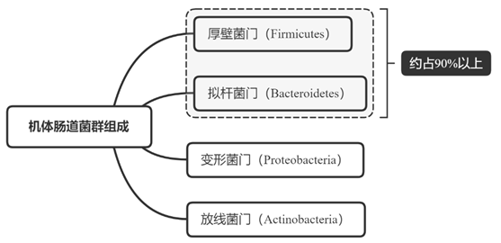 2 肠道微生物.jpg